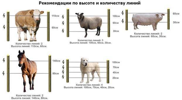 Принцип работы электропастуха для коров схема