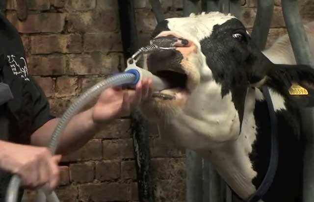 Понос у коровы: лечение в домашних условиях