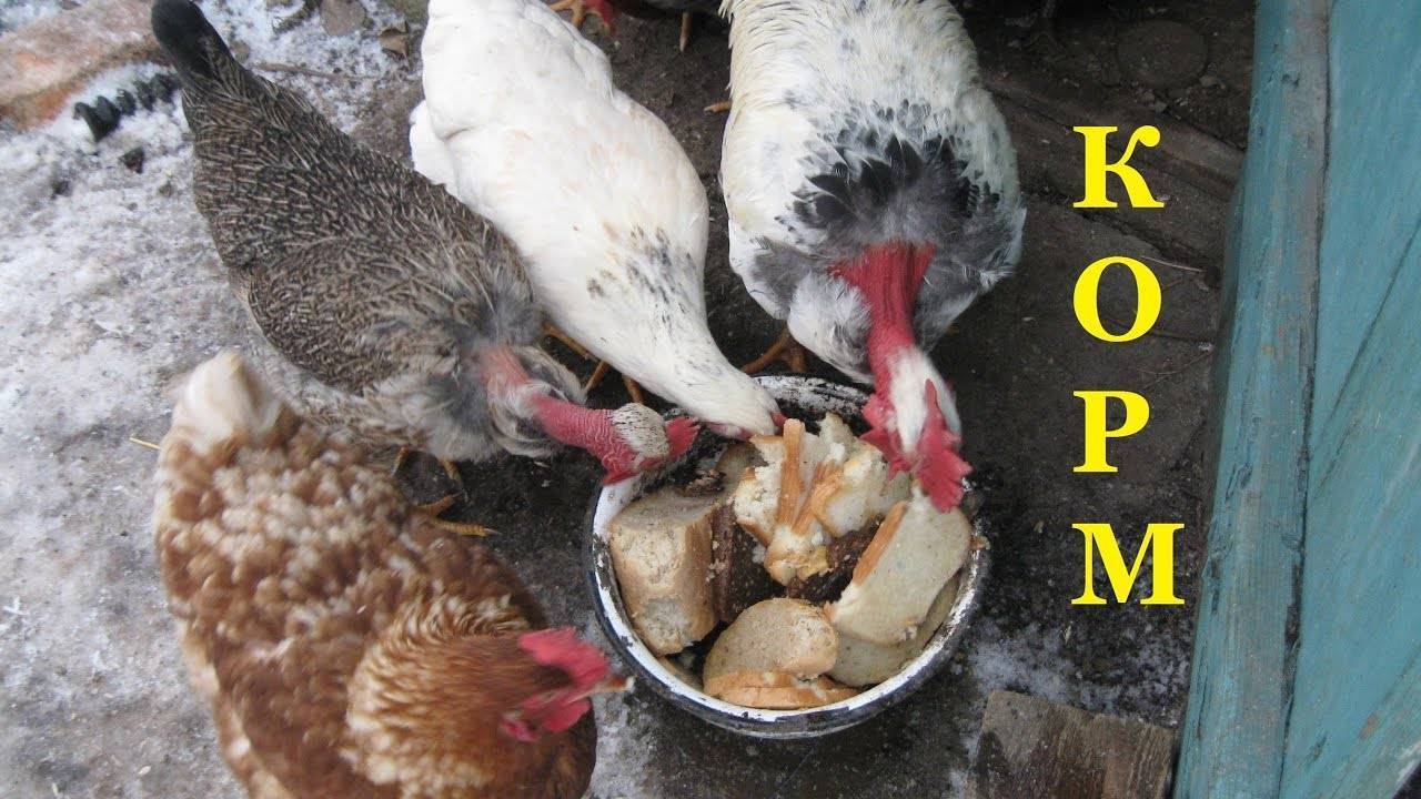 Сколько курица съедает в день корма