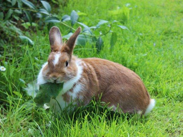 Чем кормить декоративного кролика? составление рациона в домашних условиях. сколько раз в день едят кролики? какой корм выбрать? можно ли давать кроликам грушу?