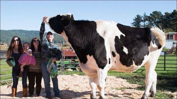Вес коров: сколько в среднем весит живая корова? как узнать вес быка? измерение веса теленка