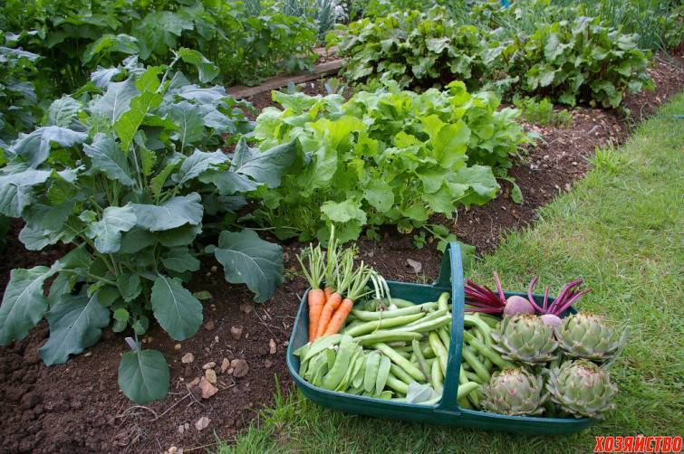 Выращивание кабачков на даче: лучшие сорта, посадка и уход, удобрение, борьба с болезнями и вредителями