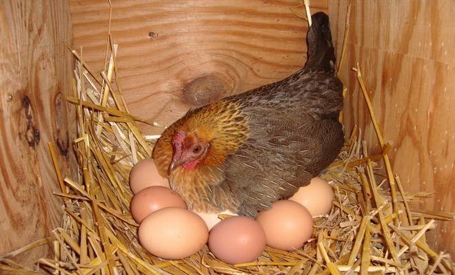Сколько высиживают яйца куры - общая информация - 2020