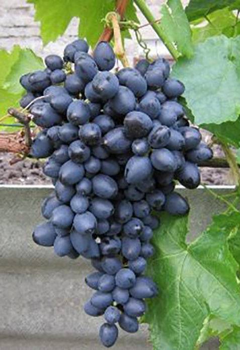 Виноград надежда азос: особенности и описание сорта
