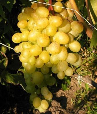 Виноград восторг: посадка, выращивание и уход. секреты и особенности содержания этого сорта в домашних условиях (видео и 95 фото)