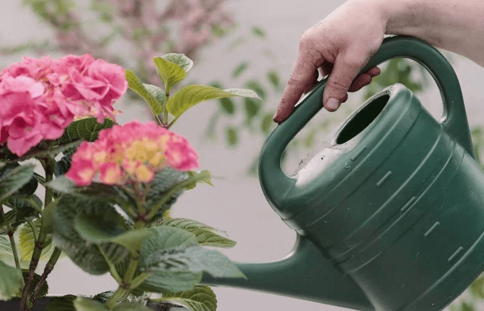 Почему цветы гортензии изменили оттенок на зеленый – способы решения проблемы