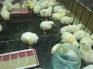 Как содержать и выращивать цыплят после инкубатора — требования к условиям и питанию