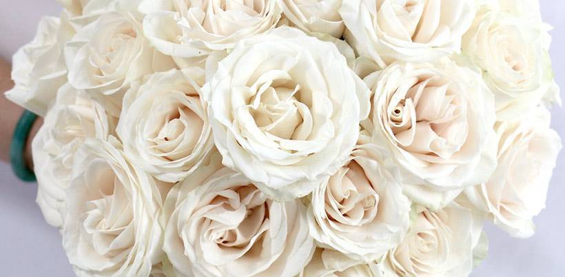 Описание лучших сортов голландских роз: как растут, как долго цветут