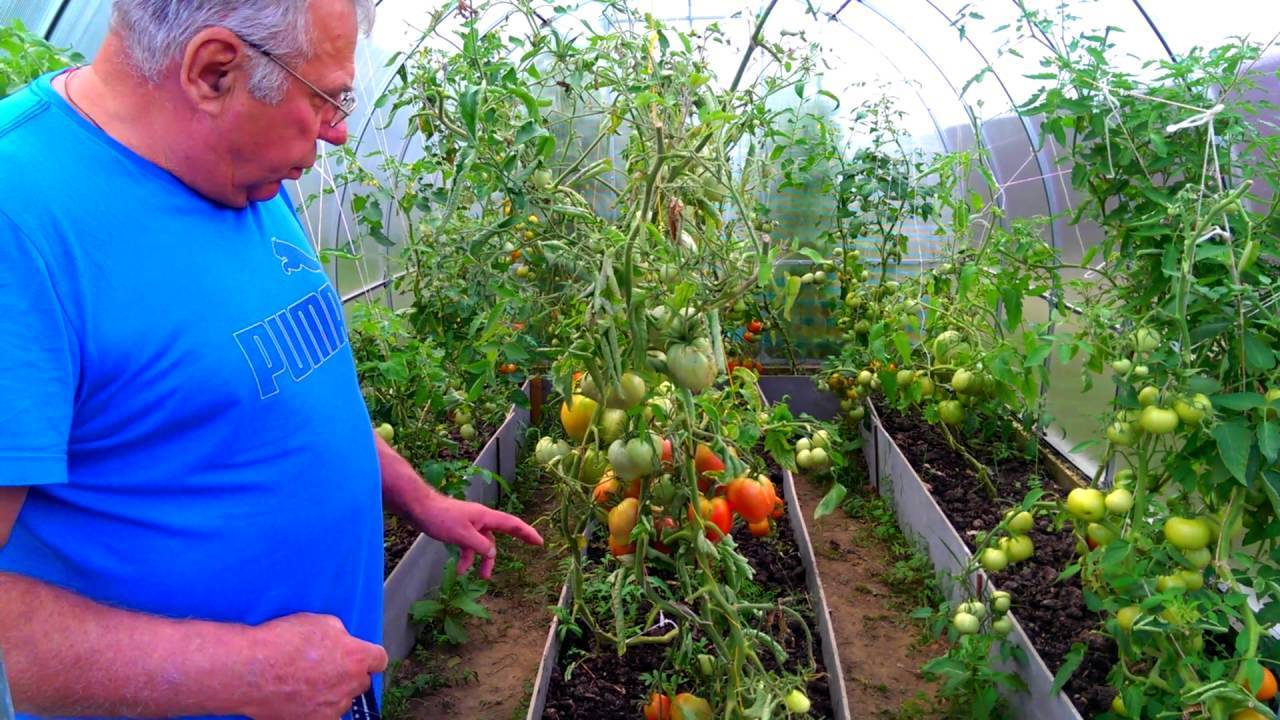Как посадить помидоры в теплицу из поликарбоната правильно