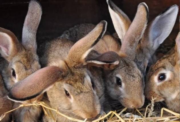 Кролики: разведение, выращивание, кормление