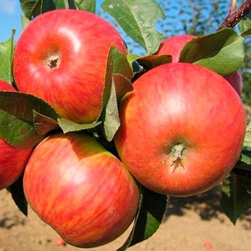 О яблоне Конфетное: описание и характеристики сорта, посадка и уход