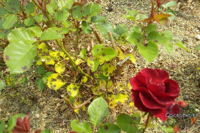 На листьях розы появились пятна – что делать и чем лечить растения