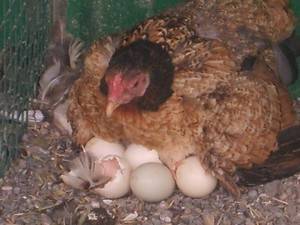 Как посадить курицу высиживать на яйца в домашних условиях