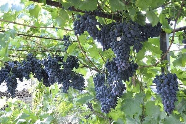 Описание сорта винограда Надежда АЗОС, характеристики плодового винограда