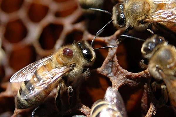 Об обработке пчел от клеща осенью и летом, лекарства, методы борьбы, препараты