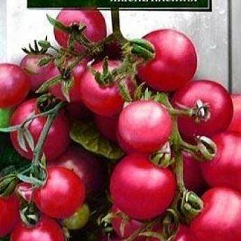 Сорт томата «пулька»: описание, характеристика, посев на рассаду, подкормка, урожайность, фото, видео и самые распространенные болезни томатов