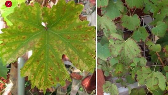 Почему краснеют листья у винограда и что с этим делать?