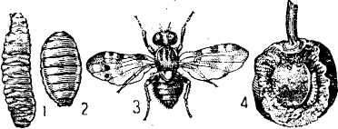 Вишневая муха: меры борьбы