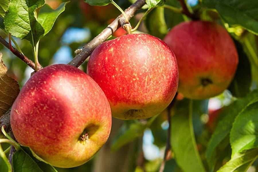 Какие сорта яблони лучше сажать на урале