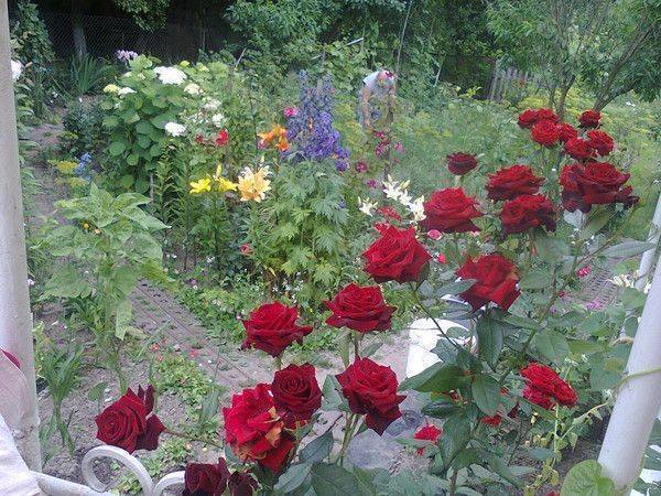 О розе Black prince: описание и характеристики, выращивание сорта кустовой розы