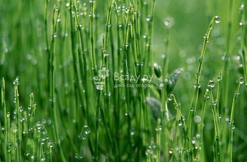 Газонная трава для ленивых лилипут отзывы