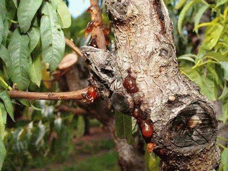 Лечение абрикоса: как бороться с болезнями косточковых деревьев. меры профилактики