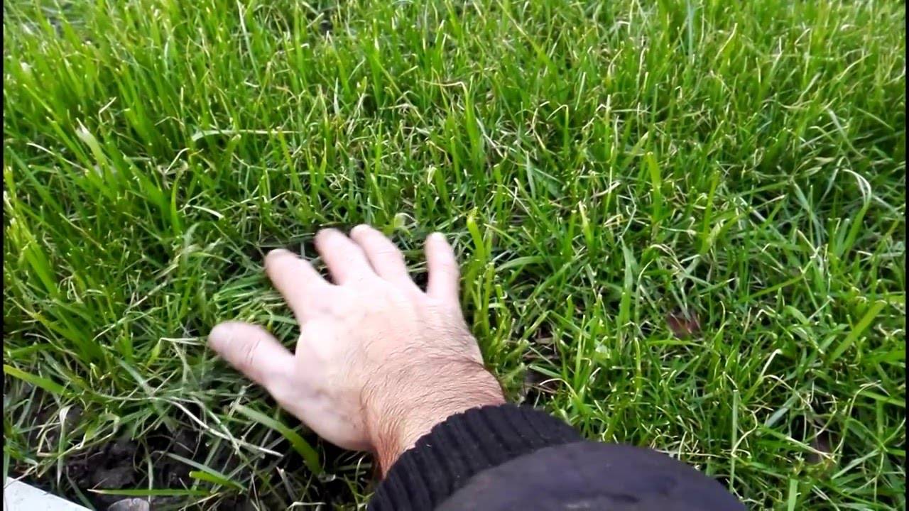 Стрижка газона – как и когда косить траву