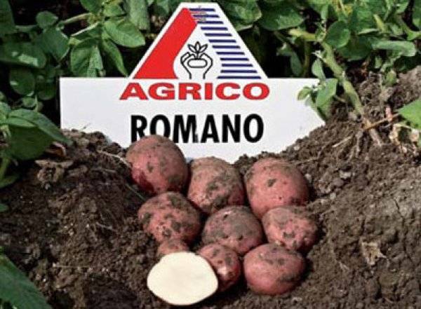 Сорт картофеля «крона»: характеристика, описание, урожайность, отзывы и фото