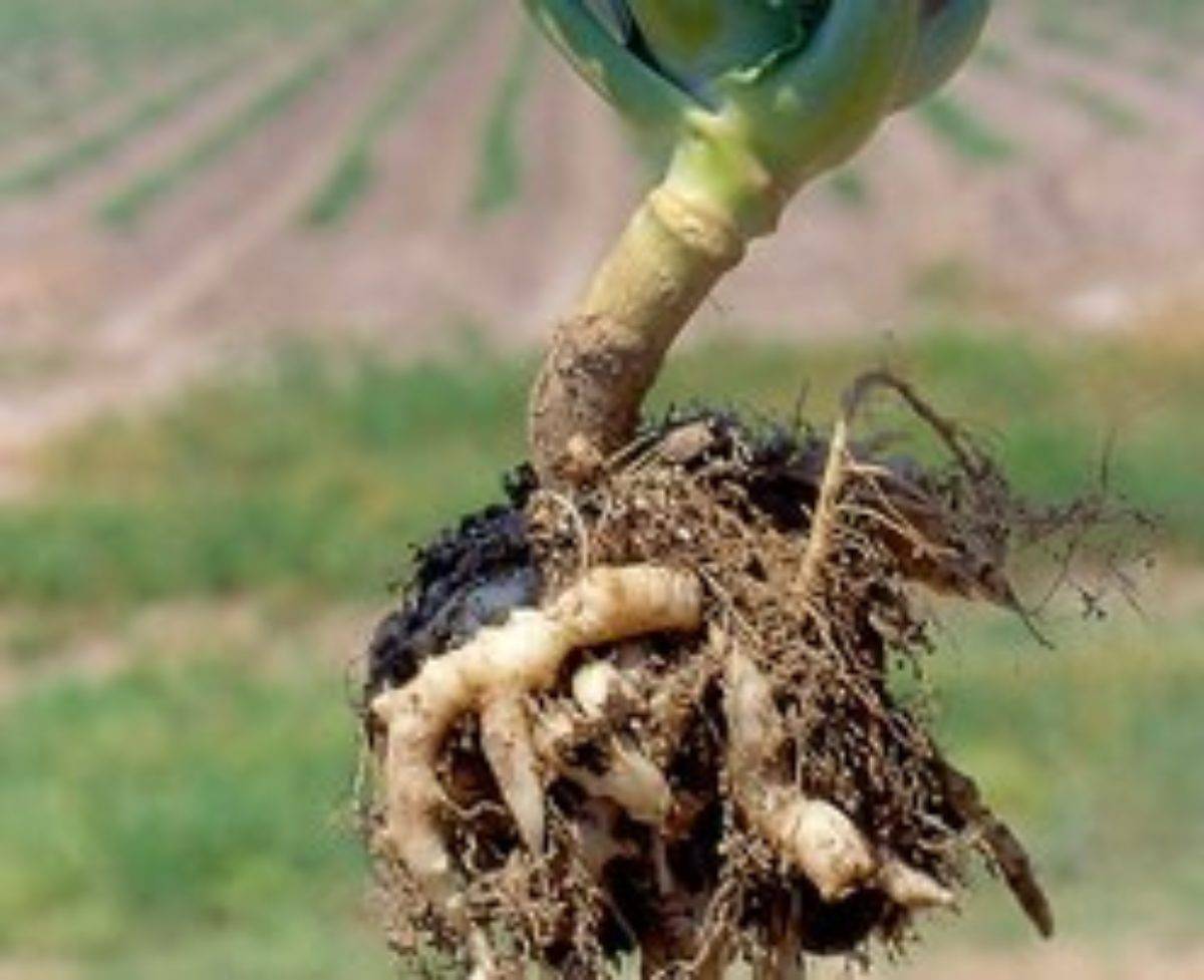 Борьба с вредителями капусты. чем обработать капусту от гусениц, тли, блошек. препараты для борьбы с вредителями капусты