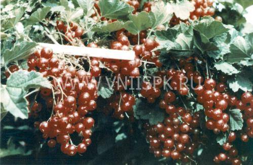Смородина красная уральская красавица: описание сорта, посадка и уход с фото