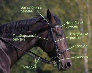 Амуниция для лошади: список необходимых аксессуаров