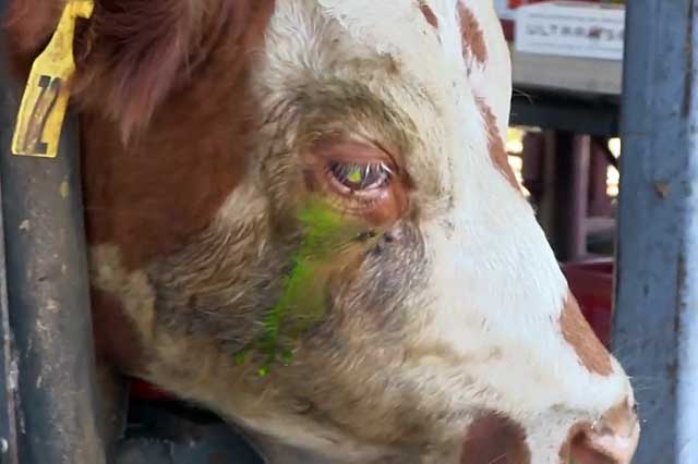 Что делать если у коровы болят глаза