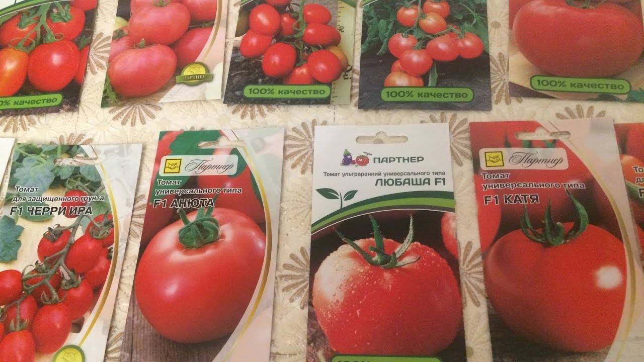 О томате Морозко: описание сорта, характеристики помидоров, посев