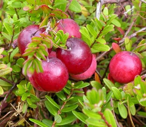 Лучшие сорта крупноплодной клюквы - ягодные культуры - смолдача - портал дачников, садоводов и любителей загородной жизни