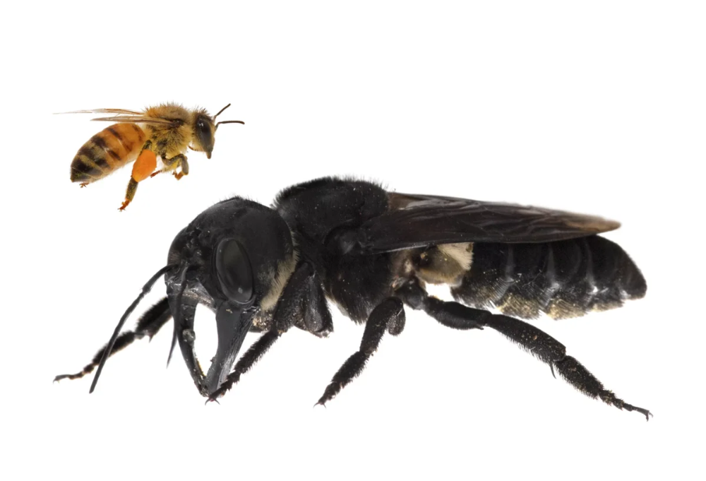 Агрессивность и работоспособность африканизированной пчелы