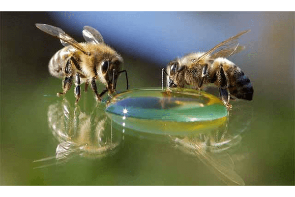 Сахарный сироп для пчел, пропорции приготовления
