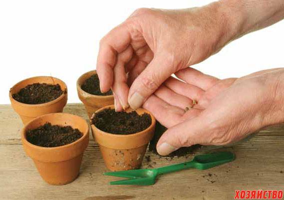 10 ошибок, которые вы допускаете при посеве семян на рассаду