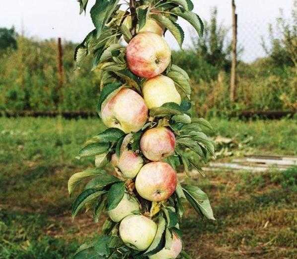 Все о колоновидных яблонях