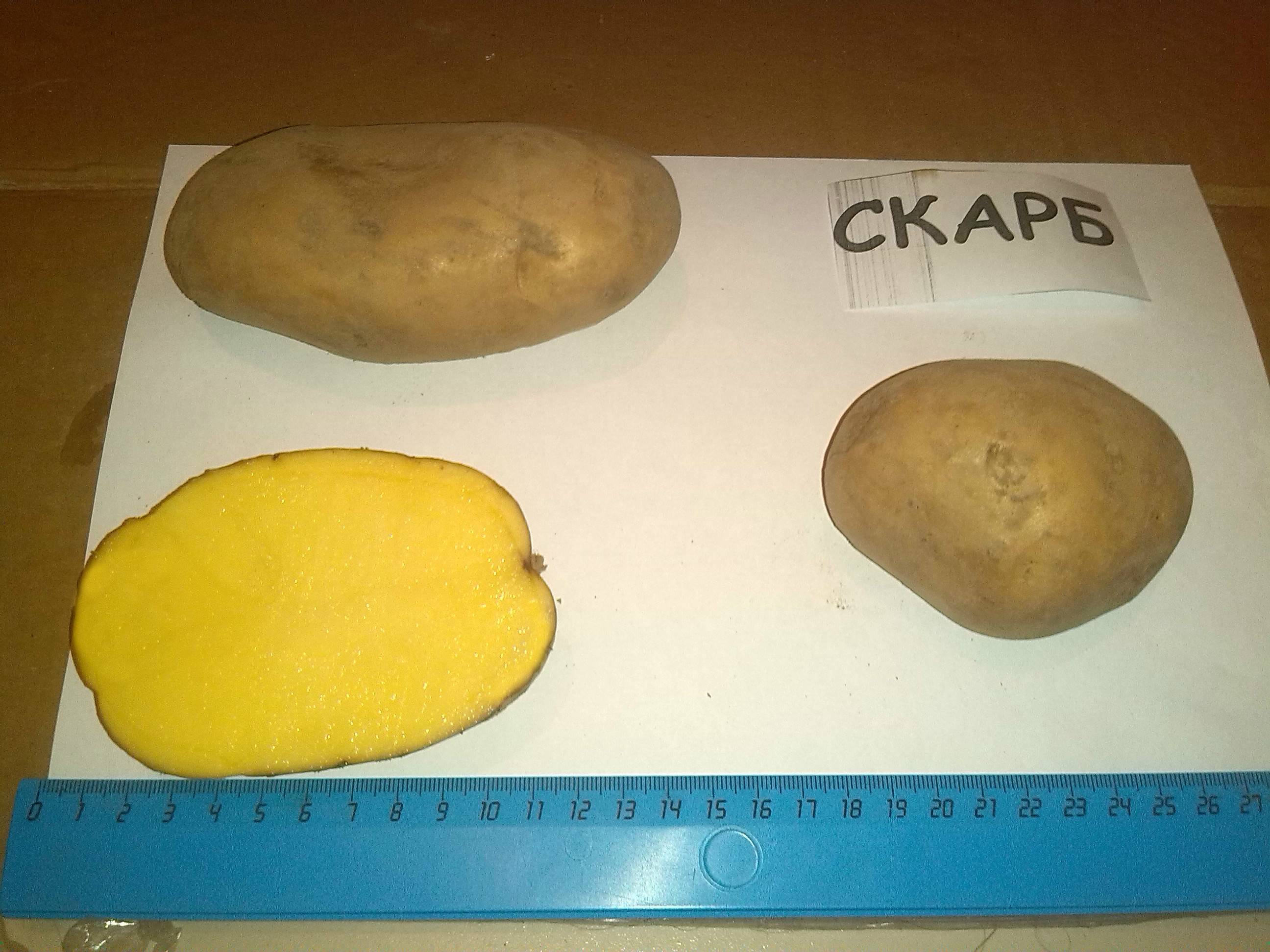 Характеристики картофеля «скарб», отзывы