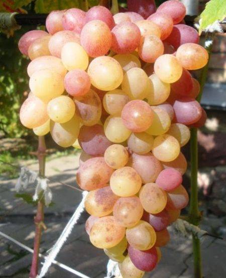 Виноград тасон: описание сорта, фото, характеристики и болезни