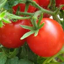 Обработка рассады томатов от болезней: средства и способы защиты растений