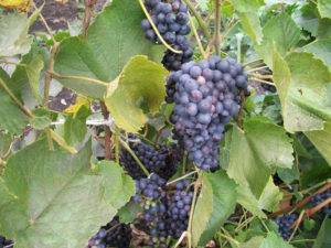 Отличительные особенности винограда долгожданный от других сортов раннего созревания