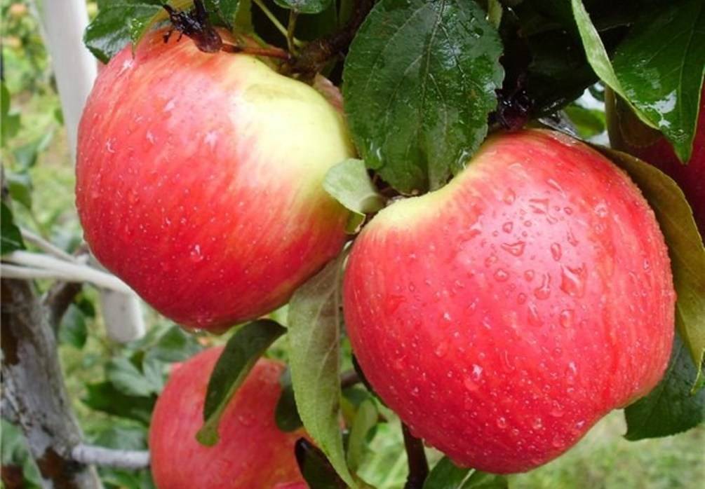 О яблоне Эрли Женева: описание сорта, характеристики, агротехника, выращивание
