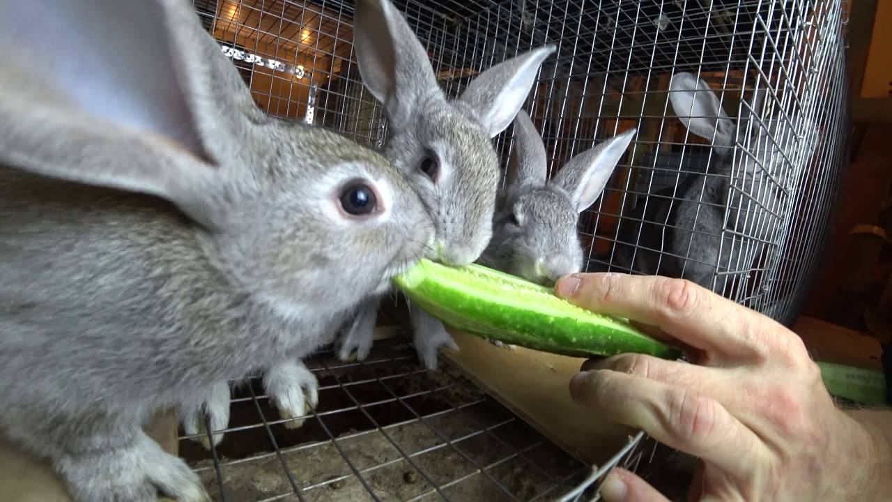 Дают ли кроликам кабачки