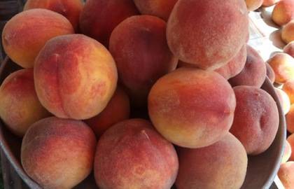 Когда созревают абрикосы - точное определение сроков созревания в зависимости от сорта (90 фото)