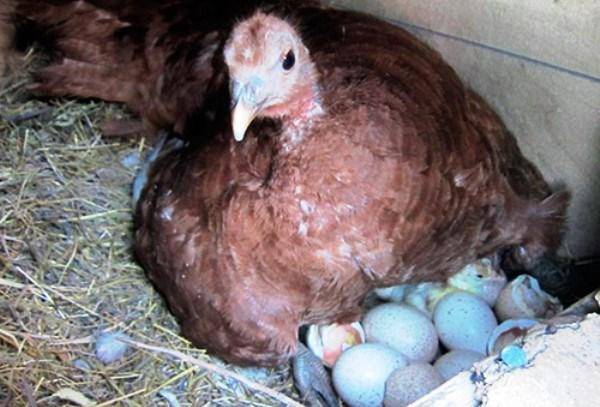 О индюшках: сколько дней сидят на яйцах и когда начинают высиживать