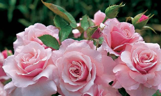 Роза флорибунда: сорта и уход