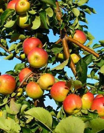 Особенности посадки и ухода за яблоней сорта рихард