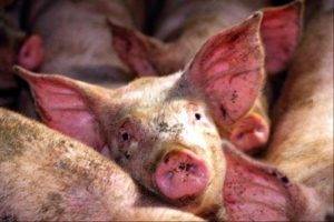 Чесотка у свиней: лечение и профилактика заболевания