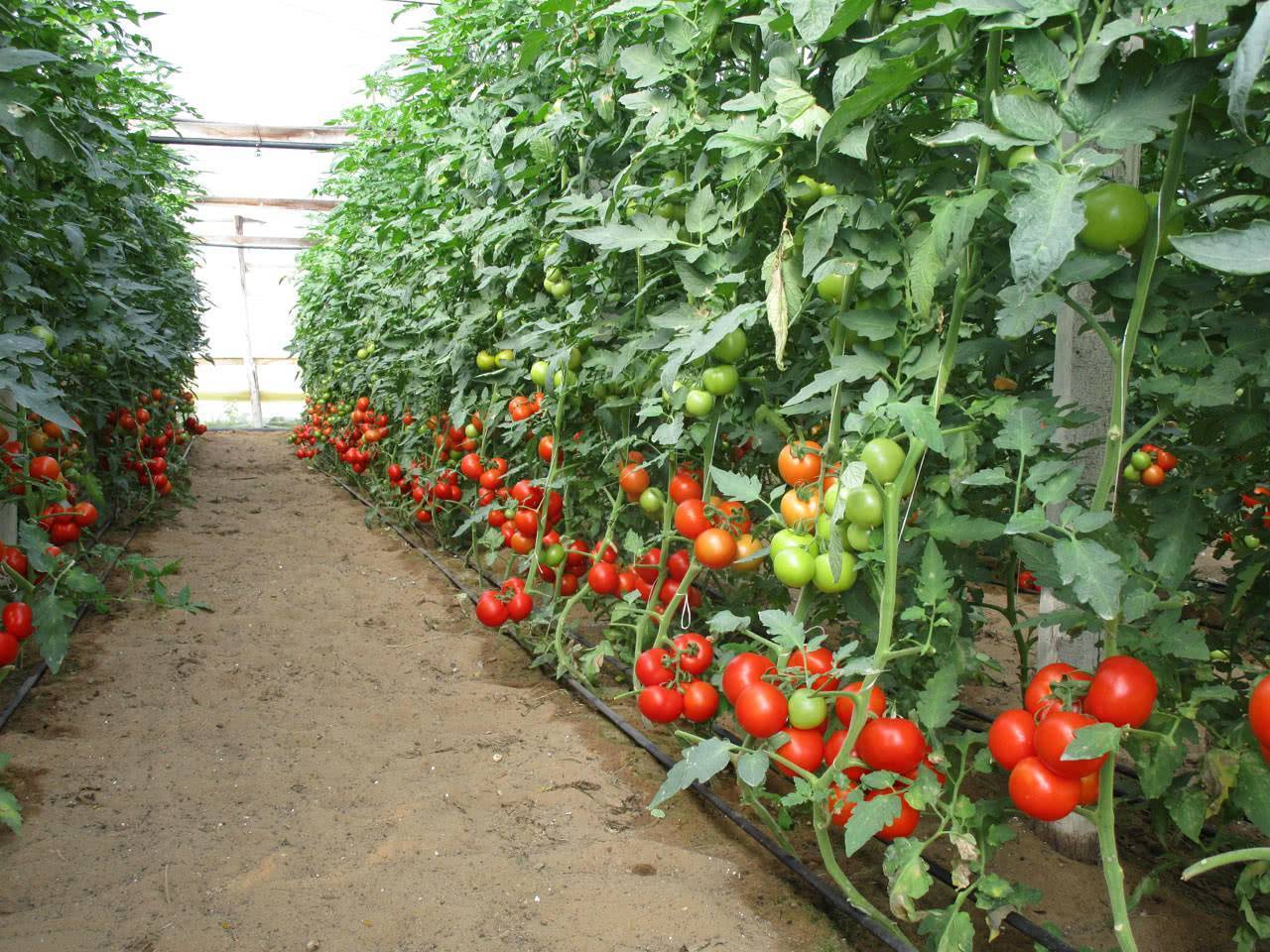 Посадка помидор в теплицу: подготовка почвы, схема, возраст рассады, сроки, особенности, расстояние, фото